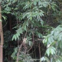 购红锥、铁刀木、望天树、银叶树