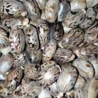 求购蓖麻籽30吨，要精选货