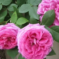 求购花叶漫长春和常春藤,藤本月季1.5米