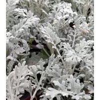 求购银叶菊