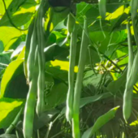 大量求购火龙珠枝条，水晶豆，四方豆
