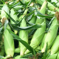 大量采购玉米以水定价