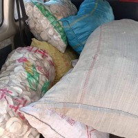 香橼佛手苗一直供应，新品种水果香橼果型好