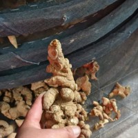 竹节参它的别称又叫土参