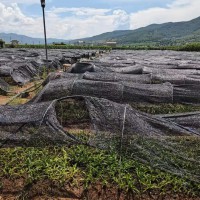 白芨苗四川眉山市仁寿县0.5元/株