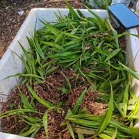 白芨苗云南文山壮族苗族自治州文山市0.6元/株