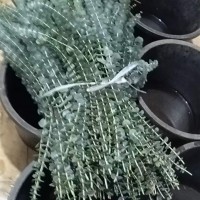 尤加利单枝、软大叶单枝 千层金.绣球.小米果叶，满天星.情人草，