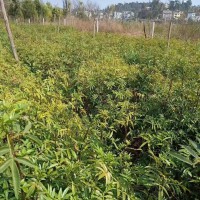 九叶青花椒苗，还有20万左右