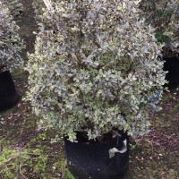 80一90高的花叶女贞球图片 花叶女贞球供应商 花叶女贞球价格