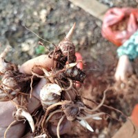 4月1日滇重楼3进4起苗，数量不多，有需要的来公司喝茶聊天