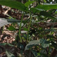 山蒟   胡椒科   胡椒属 野外原生植物资源考察