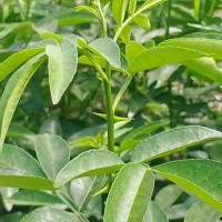 花椒嫁接苗，实生苗出售  坚果苗嫁接苗