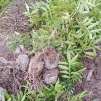 蓝莓嫁接成活后的图片视频，蓝莓树的嫁接方法：单芽切接法