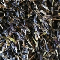 菊花苗，白芷种子，白术籽，油用牡丹苗 免费提供技术