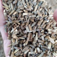 【精品芍药苗】芍药苗，白芍苗供应，1年苗、2年苗基地直供，一手货源
