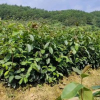 油茶苗木基地地址查询   油茶苗哪个品种好   油茶苗哪里有卖