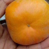 太秋甜柿品种介绍   太秋甜柿树苗多少钱一棵   太秋甜柿图片