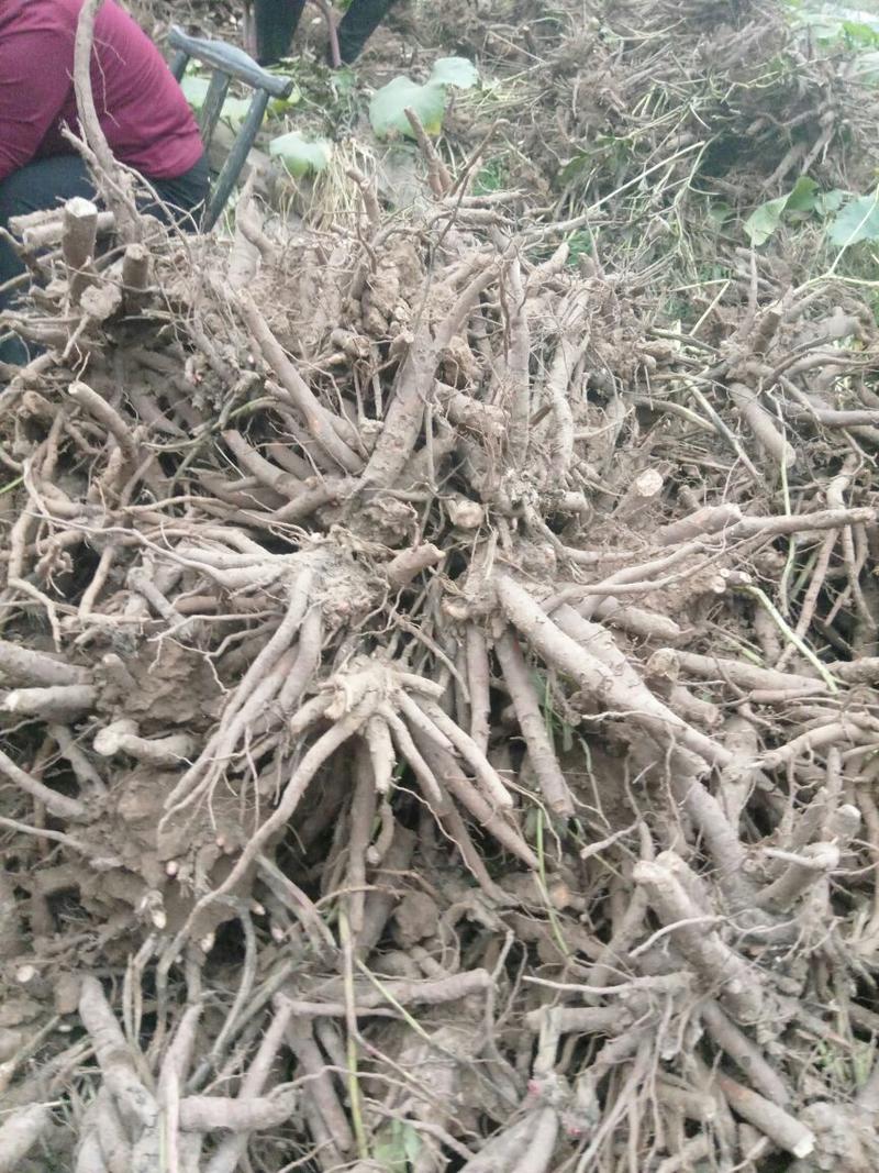 白芍五年生鲜白芍根产地供货适应性强，南北各地都可以