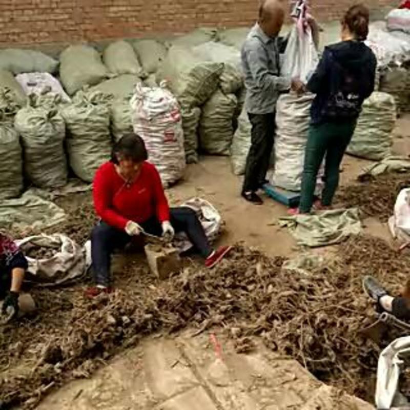白芍五年生鲜白芍根产地供货适应性强，南北各地都可以