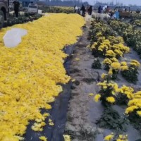 何首乌苗 产地一手货源充足 包技术上门收购何首