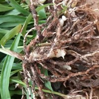 湖南采购白芨块茎苗#云南哪里在有2年的白芨块茎种苗卖