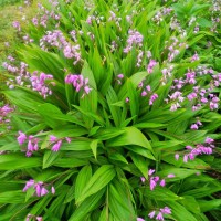 云南白芨块茎种苗一公斤多少钱?一公斤白芨块茎种苗有几株
