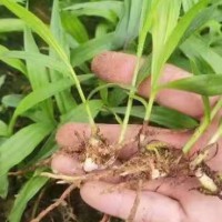 白芨苗价格| 白芨苗价格多少钱一株|白芨苗哪里有卖