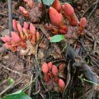 鹿仙草一种药材多少克   鹿仙草一种药材叫什么   中药鹿仙草别名