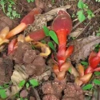 (藤子灵芝草，顶天柱，锁阳)鲜货