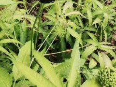 中药材批发竹节参 竹节参的种植技术 竹节参苗哪里买得到