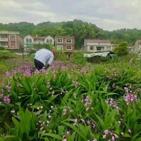 云南白芨种子价格  云南白芨种植基地在哪里  云南白芨市场价格多少一斤
