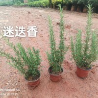 迷迭香苗批发价格