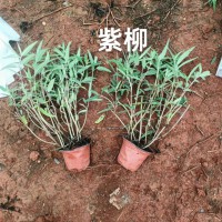 云南迷迭香收购厂家 云南迷迭香产地 云南迷迭香出口厂家 云南迷迭香与澳洲迷迭香哪个好