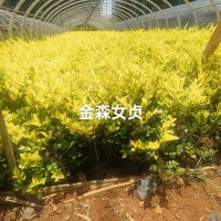 云南金森女贞培育基地 云南金森女贞基地直发 云南金森女贞杯苗
