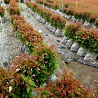 桉树苗桉树29号苗速生桉29号苗绿化树苗风景树苗生长快树苗包邮