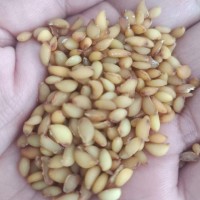无硫大红八角广西梧州农家自晒八角纯干货正宗森山老林采摘特浓香