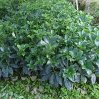 正宗嫁接八角树苗盆栽地栽四季种植带土带叶大红八角苗南北方可种