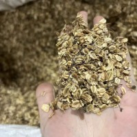 香料白芷种子2023年纯新白芷种籽春秋冬季散装中药材种植苗易管理