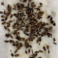 苍术种子南北方朱砂点苍术籽野生仓术茅苍术四季播种头菜赤术种苗
