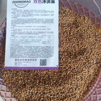 冰淇淋萝卜种籽高产纯冰淇淋萝卜种子水果萝卜种籽冰激凌萝卜种籽