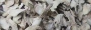 云南干姜片干姜粉 生姜片云南干姜片 干姜片买卖云南