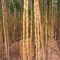 如何挑选优质的黑皮甘蔗种苗？