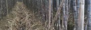 黑皮甘蔗的适宜种植时间是什么时候？