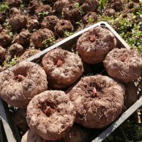魔芋种子种植成本中哪些费用是可以节省的？