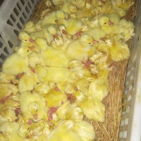 肉鹅如何饲养好_云南大理肉鹅养殖合作社