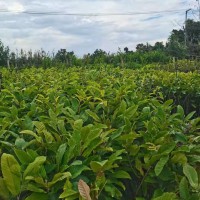 毕节板栗苗什么时候栽种比较好? 板栗苗多少钱一棵 板栗苗基地