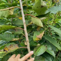 红河板栗苗价格批发 板栗苗哪里买 板栗苗基地
