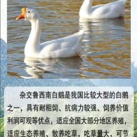 杂交鹅品种大全介绍   杂交鹅图片   杂交鹅掌楸