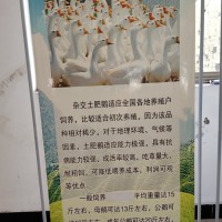 杂交鹅的品种及价格表   杂交鹅的品种及价格大全   杂交鹅的品种及价格图片