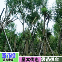 云南蓝花楹树多少钱一棵？6公分价格昆明蓝花楹树